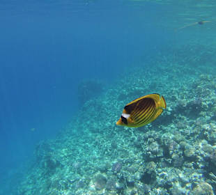 Unterwasserlandschaft Riff