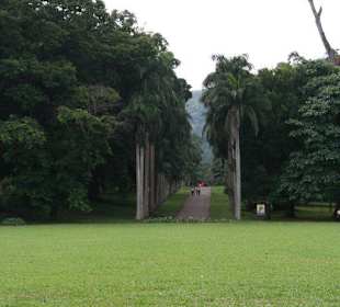 Botanischer Garten Kandy