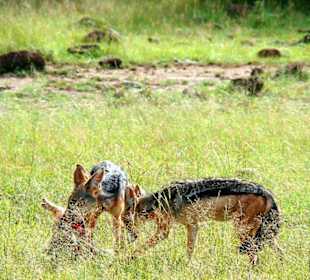 Die Schakale beim Fressen