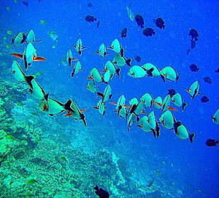 Schwarm von Buckel-Schnapper