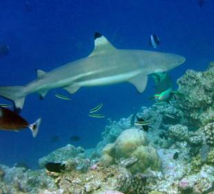 Begegnung mit dem Hai
