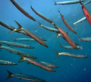 Cave dive | Barracudas 