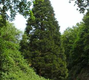 Baumriesen auf dem Schlossberg