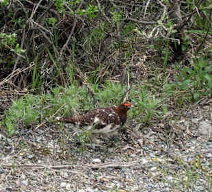 Denali National Park