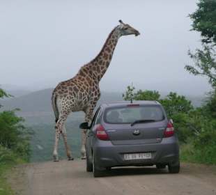 So nah an den Tieren