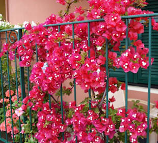 Blumen in Alassio