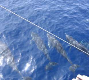 Katamarantour zu den Delphinen