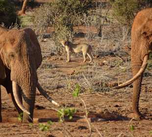 WT Safaris