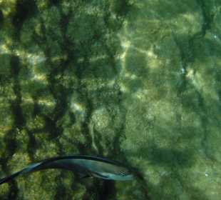 Unterwasseraufnahme am Strand