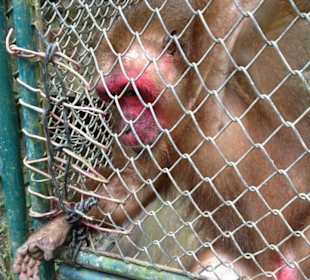 Namuang Safari Park (Koh Samui)