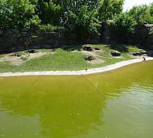 Humboldtpinguin - Anlage