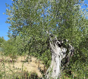 Im Olivenhain des Jardin Méditerranéen