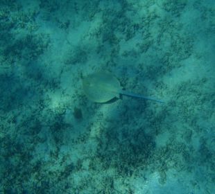 Patelnica niebieskoplama