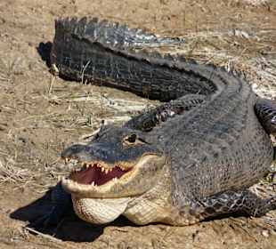 Alligator