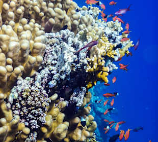 Schnorcheln Marsa Alam