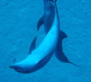 Delfine beim Spielen