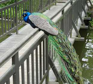 Park der Bäder Pfau