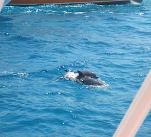 Delfine vom Boot aus