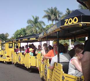 Bimmelbahn vom Loropark in die Stadt - Kostenlos