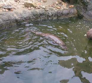 Zoo Ohrada Hluboká nad Vltavou
