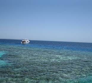 Schnorcheltour "Delphinhouse"