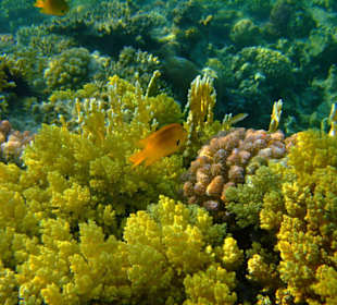 Weichkorallen und Fische