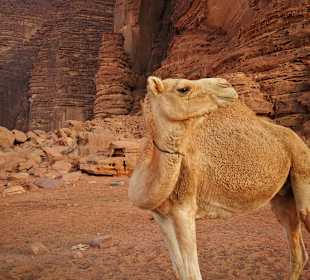 Jeep Safari Wadi Rum