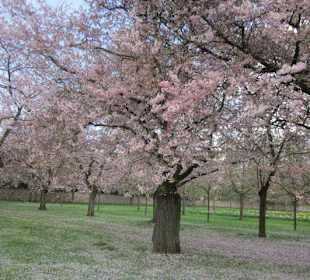 Kirschblüte Schwetzingen