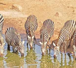 🦓