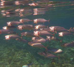 Fische beim Frühstück