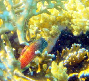 Leoparden-Lippenähner