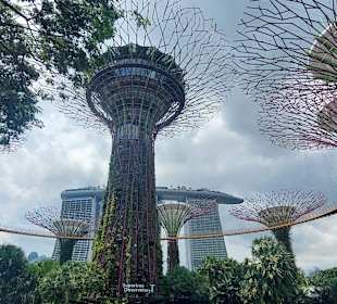 Gardens by the Bay