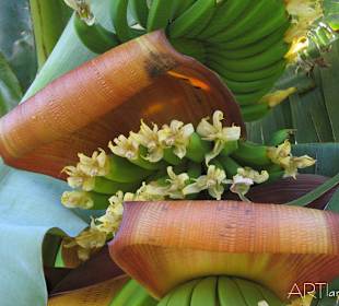 Der tropische Garten von ARTlandya in Icod 