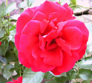 Rote Rose im Botanischen Garten