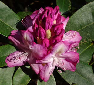 Hauptblüte im Rhododendronpark Bremen