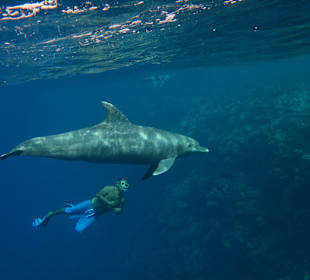 Dolphin Dancers Delfinausflug 2014