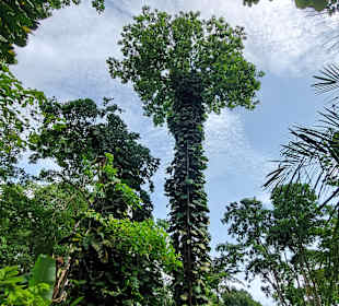 Parque Natural Obô do Príncipe