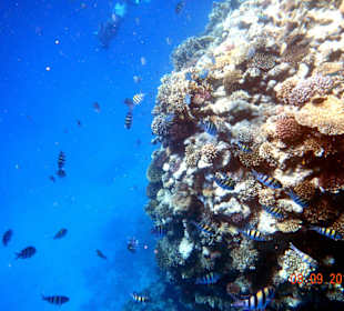 Herrliche Farbenpracht