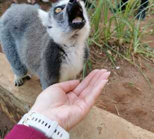 Lemur