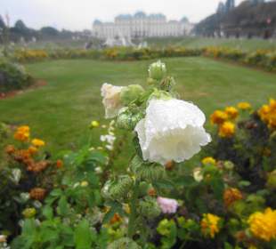 Taubenetzte Blume mit oberem Schloss imHintergrund