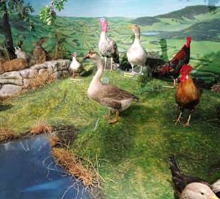 Abteilung "Haustiere" im Haus der Natur