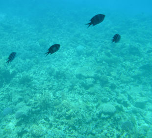 Ausflüg mit Glasboot
