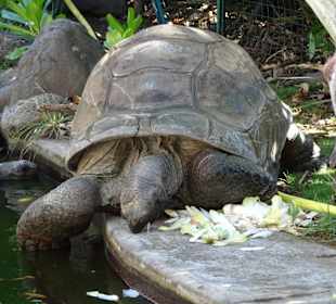 Fütterung bei den Landschildkröten