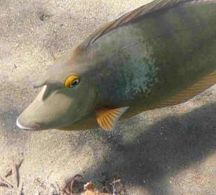 Kurznasen-Doktorfisch