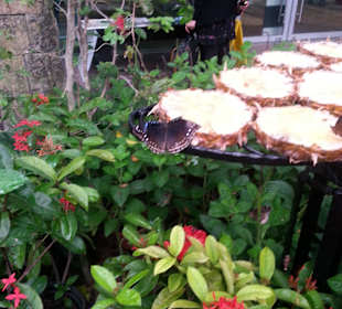 Butterfly Park