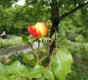 Unterwegs im Victoria-Park in Berlin Kreuzberg