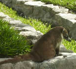 Nasenbär in Tulum