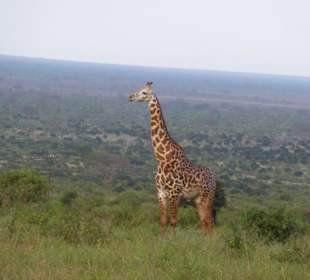 Giraffe mit Weitblick