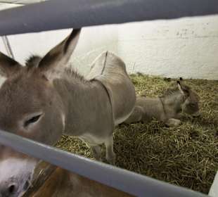 Thüringer Zoopark Erfurt 
