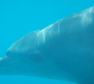 Delfin in natürlicher Umgebung